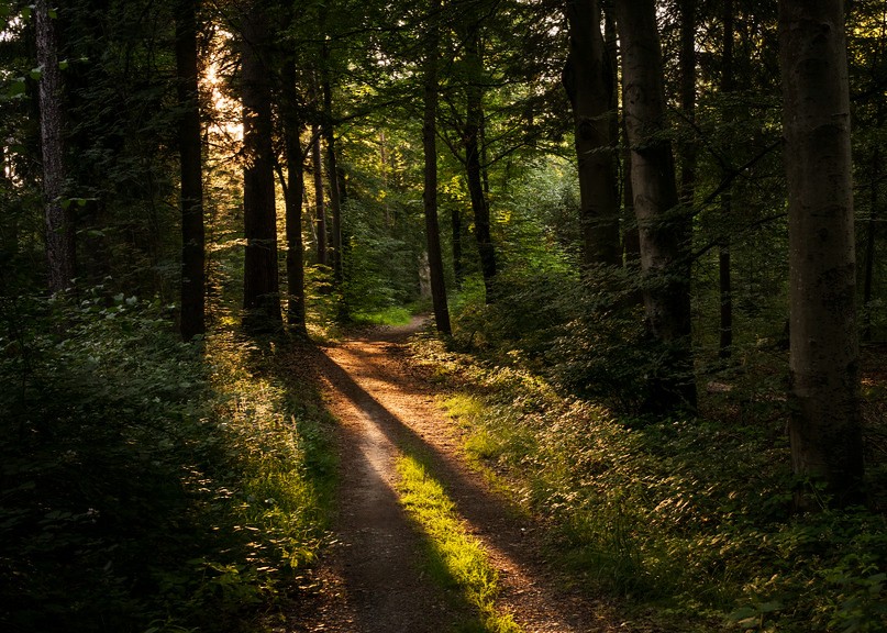 Narrow dirt path winding through a sunlit forest with tall trees and golden light on the ground